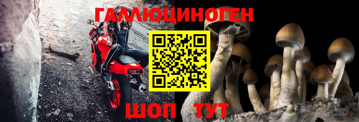 Химки  Псилоцибиновые грибы мицелий  Вход с VPN 